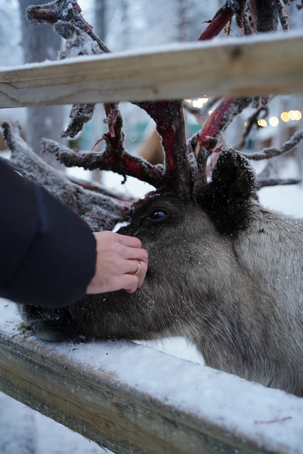 A hand gently touching a reindeer's face at Santa's Pets