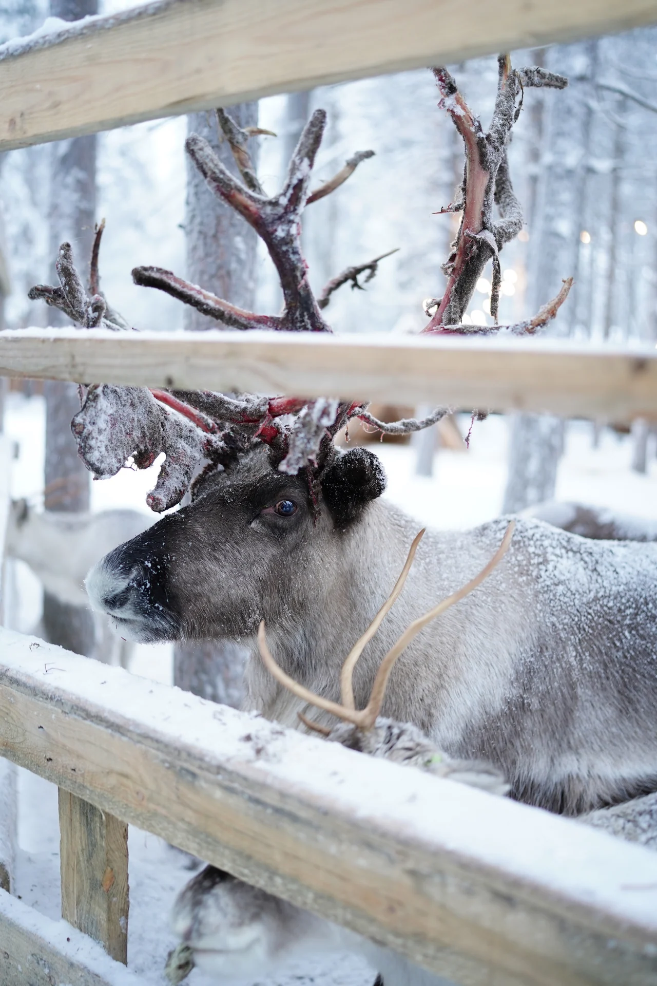 Frost-covered reindeer standing behind a wooden fence at Santa's Pets