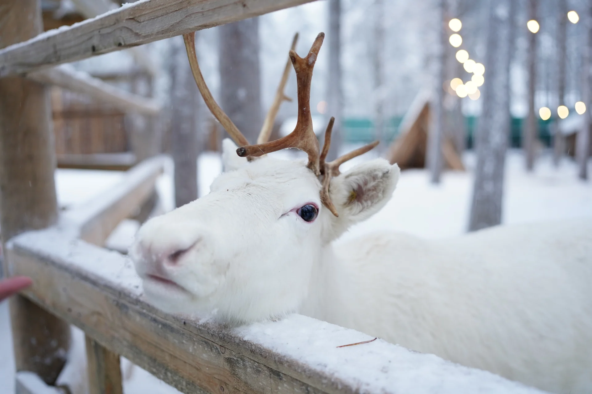 White reindeer standing in a snowy enclosure at Santa's Pets
