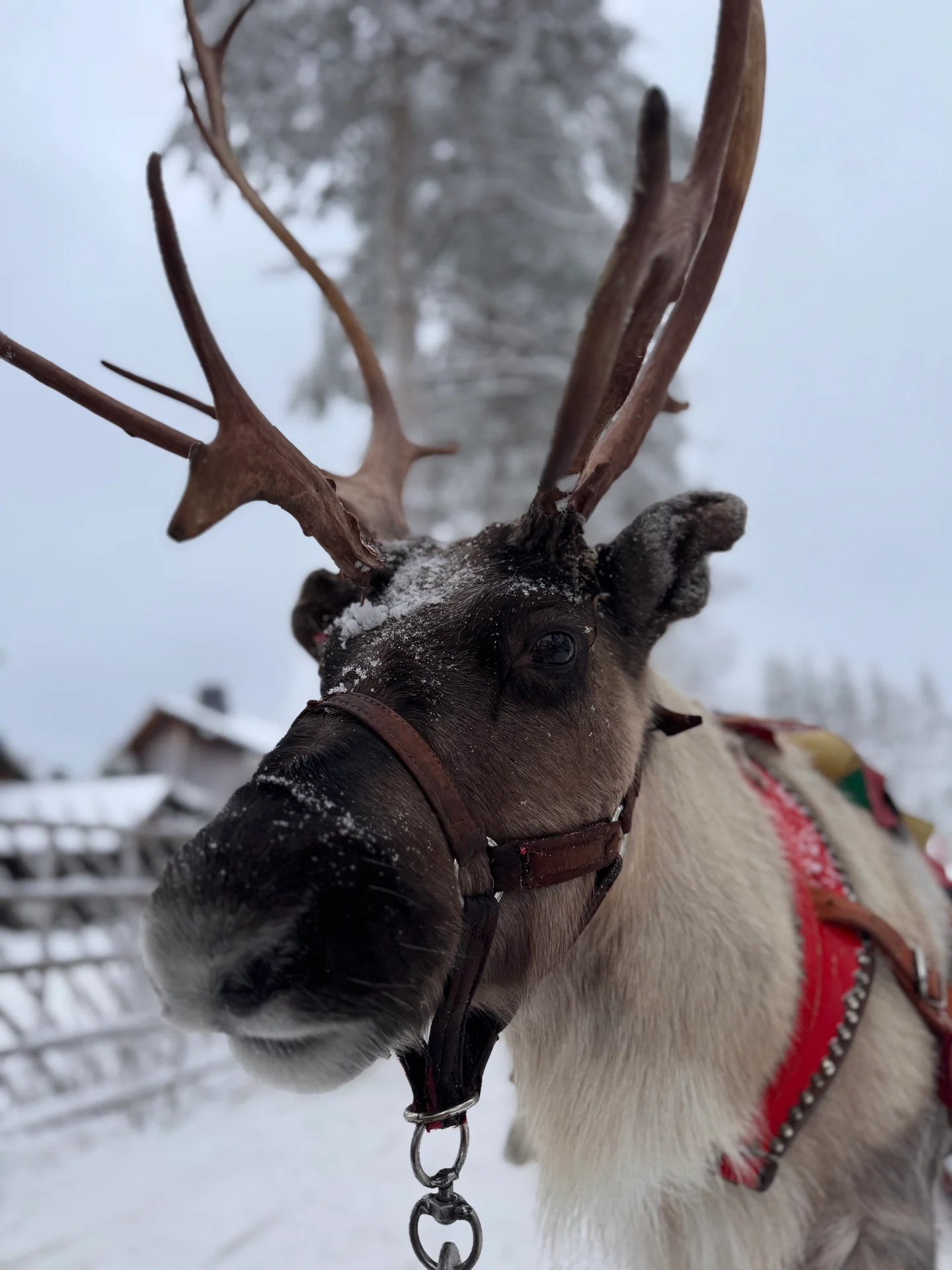 Close-up of a harnessed reindeer in the snow at Santa Claus Village