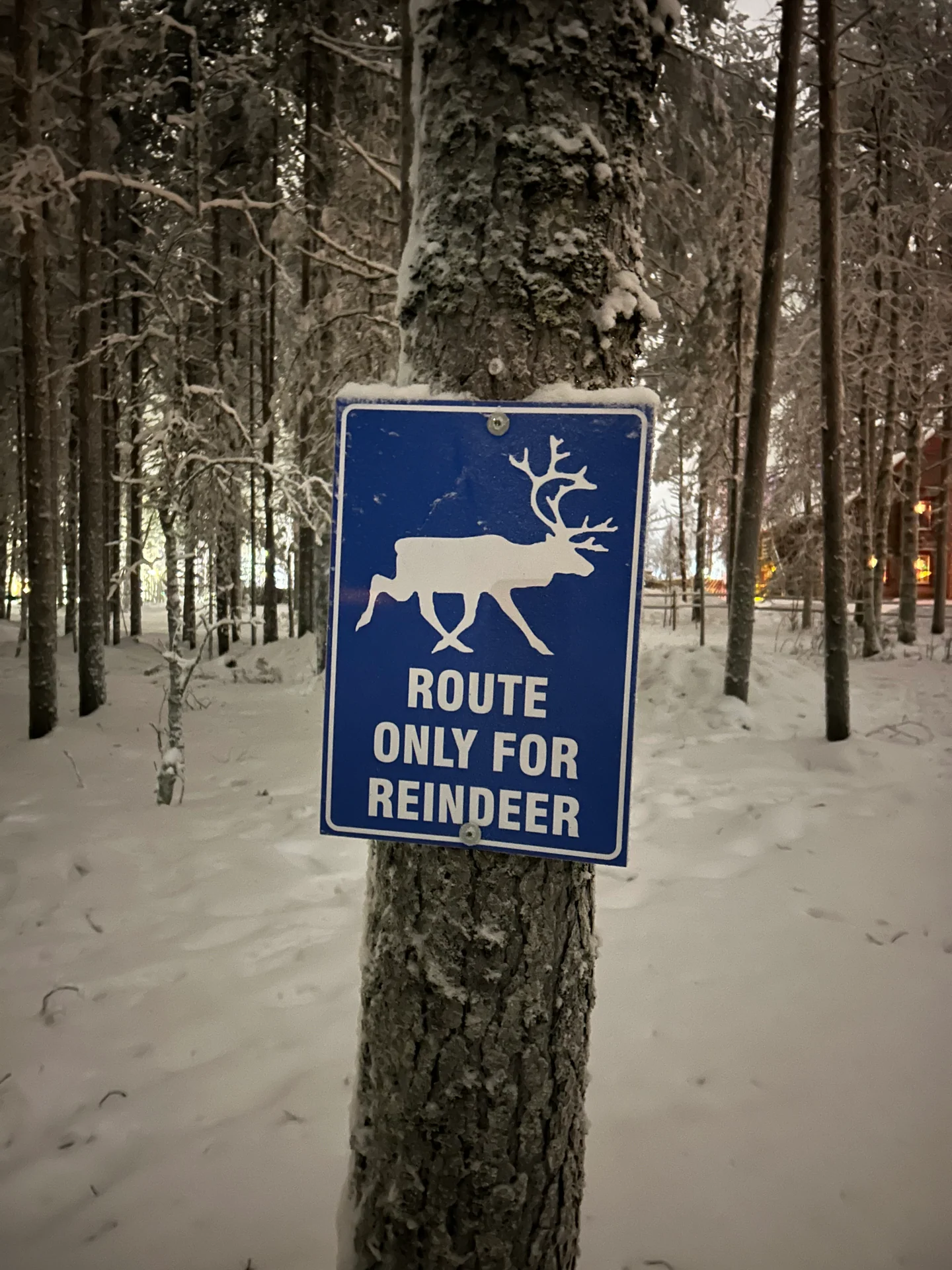 Route only for reindeer sign attached to a tree in a snowy forest
