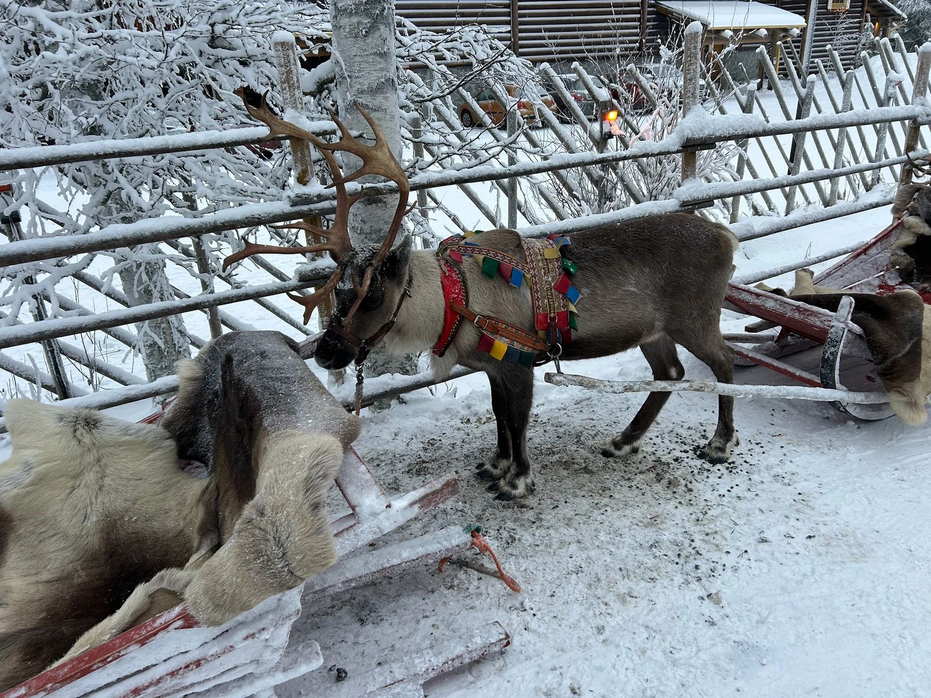 Reindeer harnessed to an empty passenger sleigh at Santa Claus Village